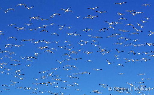 Big Flock Of Snow Geese_72630.jpg - Snow Geese (Chen caerulescens) photographed in the Bosque del Apache National Wildlife Refuge near San Antonio, New Mexico USA. 